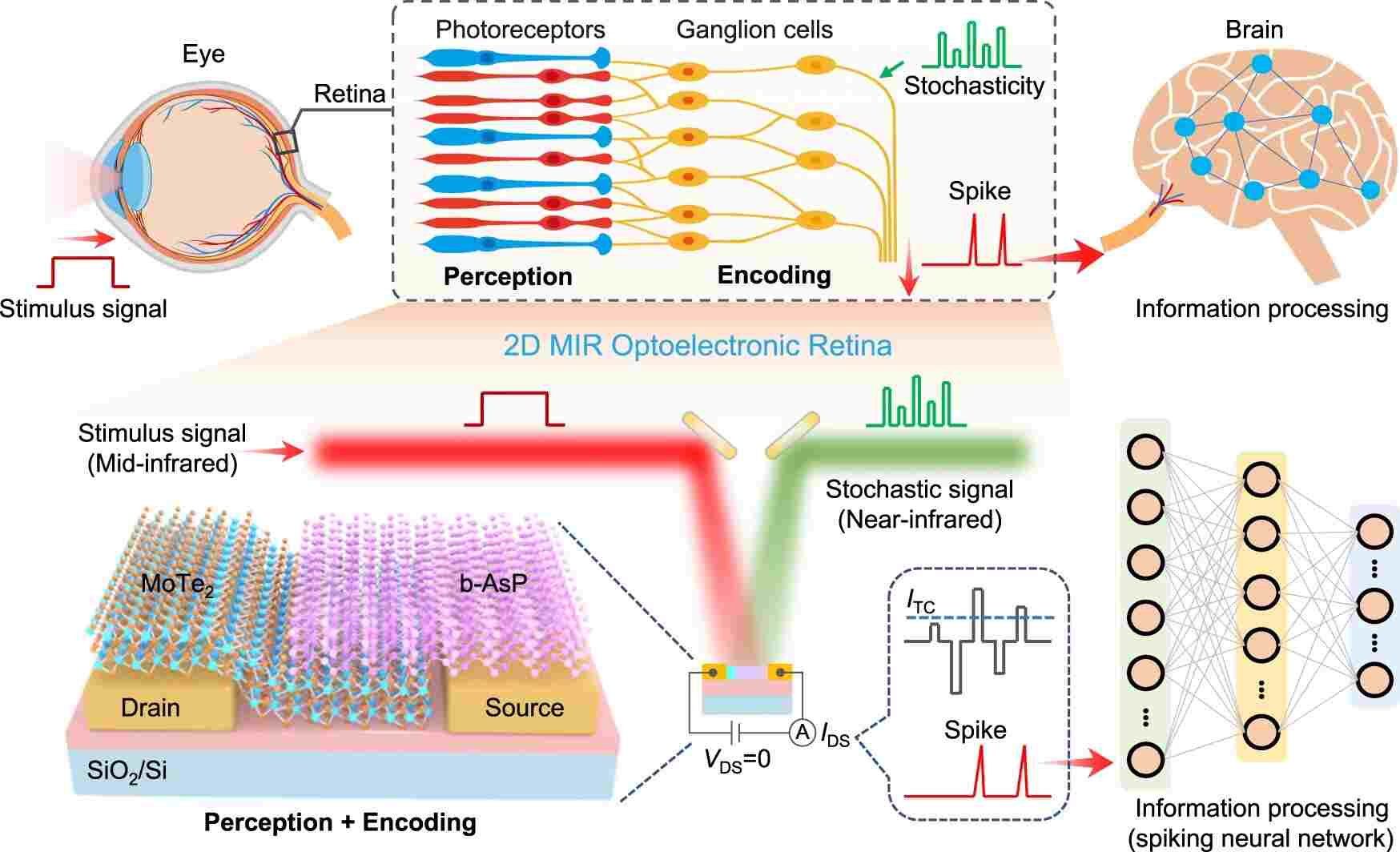 Artificial Retina: Applications, Enabling Perception And Encoding Of ...